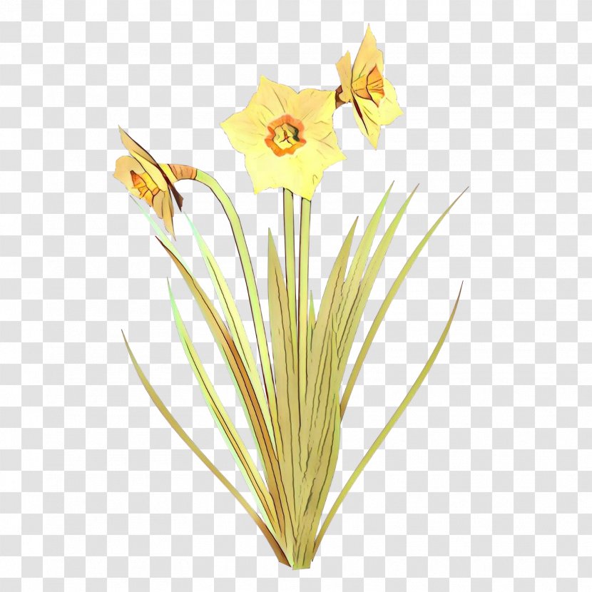 Lily Flower Cartoon - Narcissus - Wildflower Daylily Transparent PNG