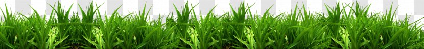 Vetiver Sweet Grass Commodity Green Wheatgrass - Chrysopogon Transparent PNG