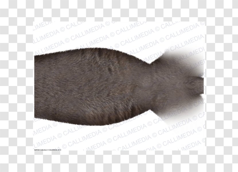 Fur - Abdomen Anatomy Transparent PNG