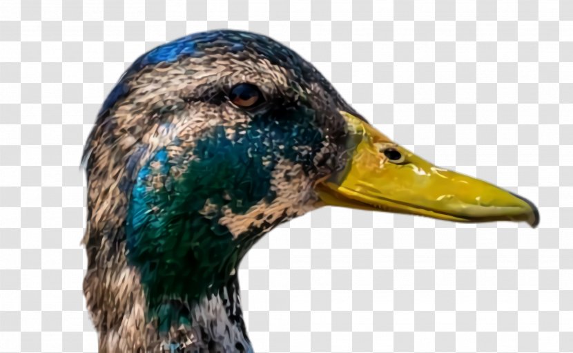 Duck Bird Mallard Beak Water - American Black Hunting Decoy Transparent PNG