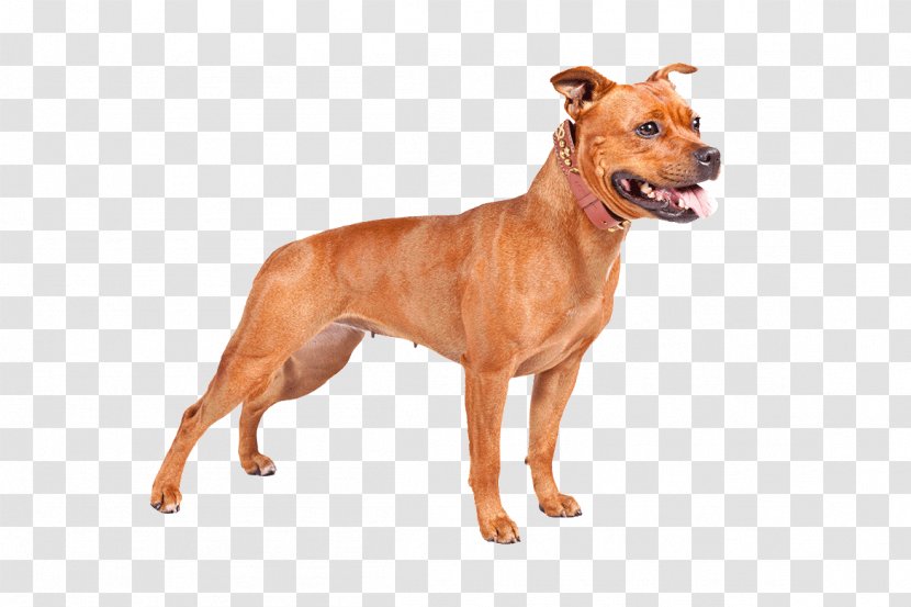 Staffordshire Bull Terrier American Pit Bully - German Pinscher - Pitbull Transparent PNG
