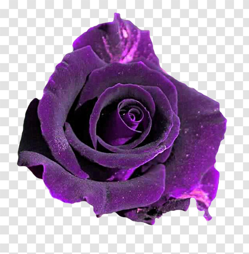 Flower Purple Violet Rosa 'Veilchenblau' - Hybrid Tea Rose Transparent PNG