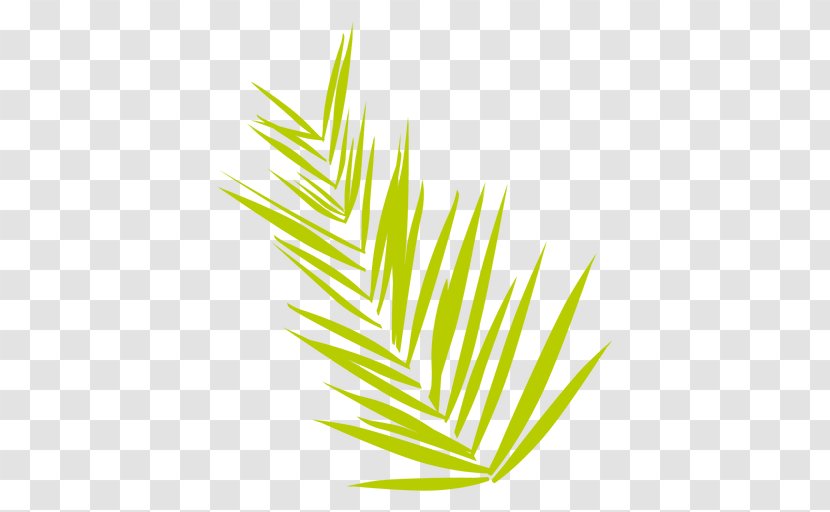 Fern - Computer Graphics - Grass Family Transparent PNG