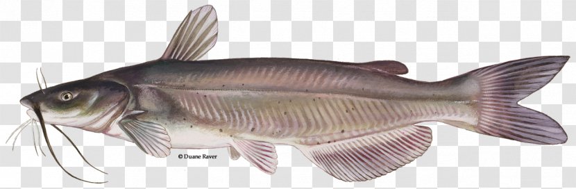 Channel Catfish Fishing Barbel - Fin - Freshwater Fishes Transparent PNG