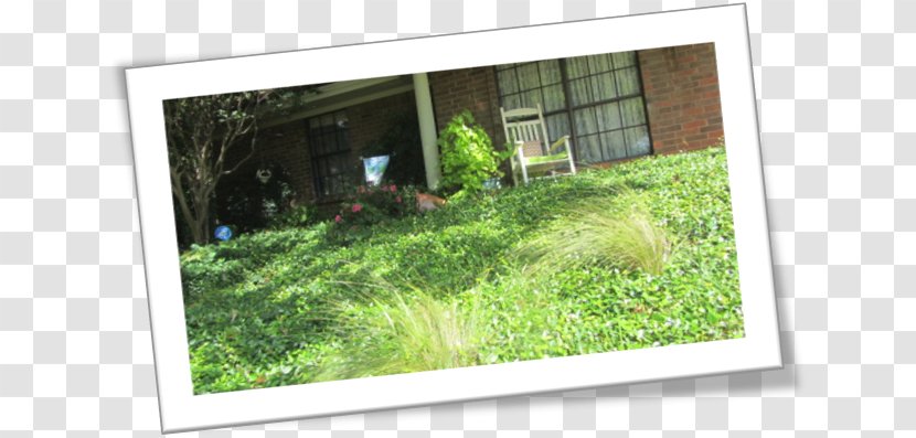Window Landscape Property Grasses Tree - Crape Myrtle Transparent PNG