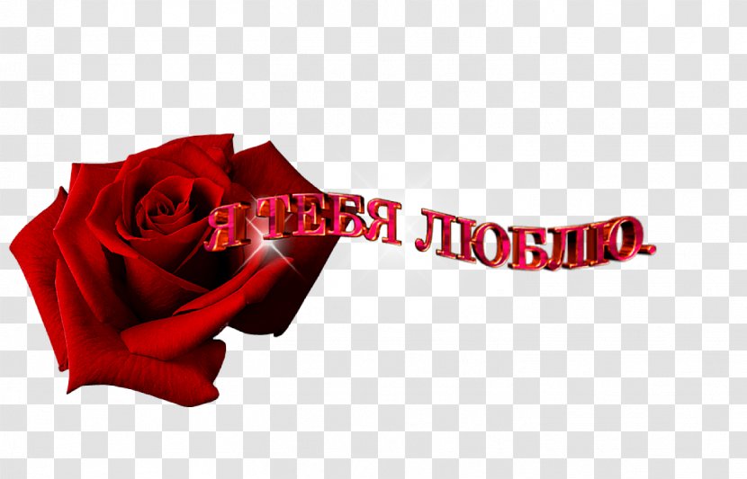 Garden Roses World Wide Web Android Application Package - Flower - спасибо Transparent PNG