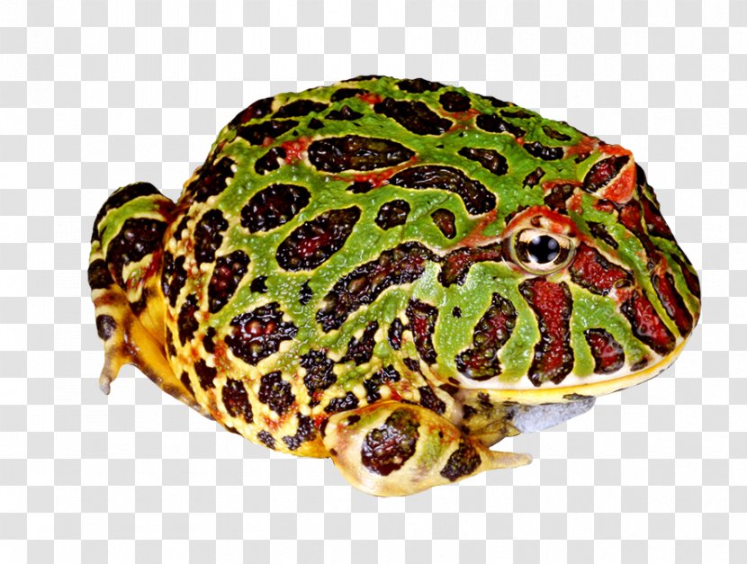 Argentine Horned Frog Cranwell's Pac-Man Amphibian Clip Art - Terrestrial Animal - Pac Man Transparent PNG