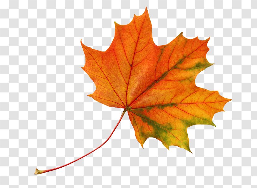 Leaf Autumn Leaves Color - Picture Material Transparent PNG