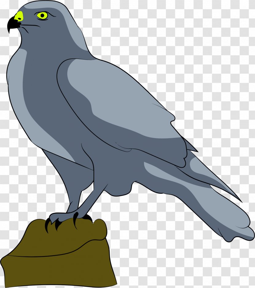 Bird Falcon Drawing Clip Art - Animal Transparent PNG