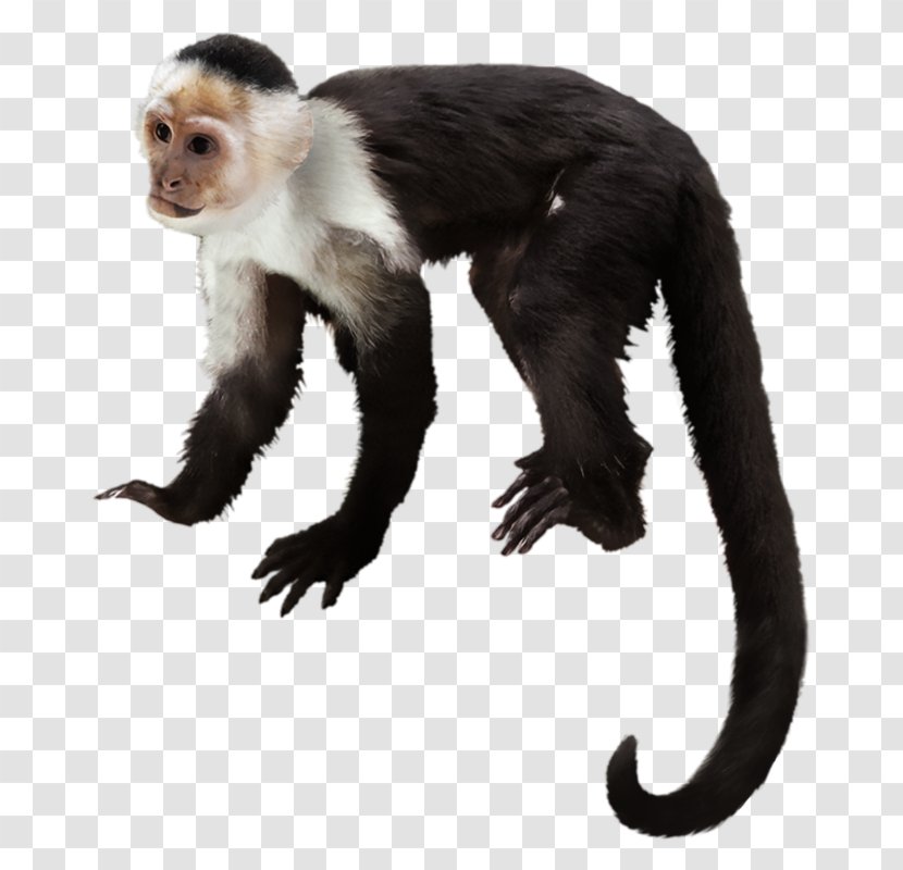 Capuchin Monkey Primate Gorilla White-headed Chimpanzee - Fauna Transparent PNG