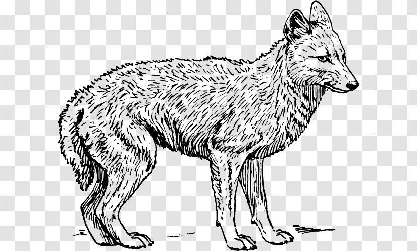Coyote Gray Wolf Black-backed Jackal Clip Art - Egyptian Transparent PNG