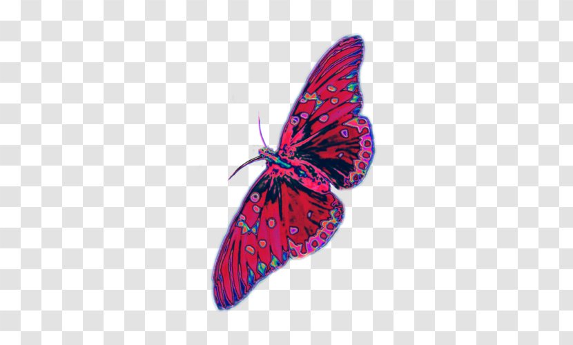 Brush-footed Butterflies Butterfly Insect Moth Transparent PNG