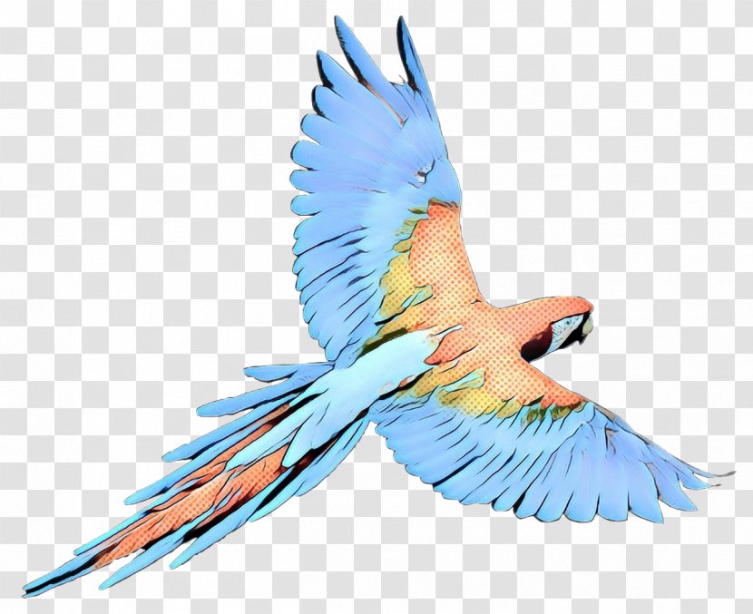 Budgerigar Parrot Macaw Bird Parakeet - Pet Transparent PNG