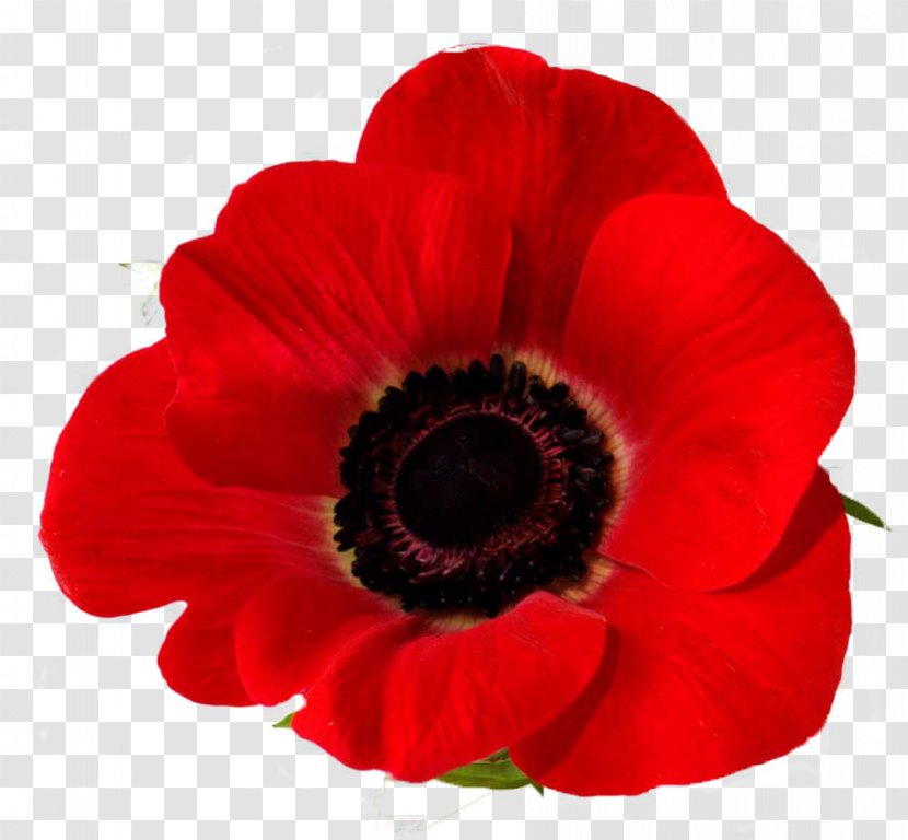 Remembrance Poppy Down To Earth Garden Flowers Common - Armistice Day Transparent PNG
