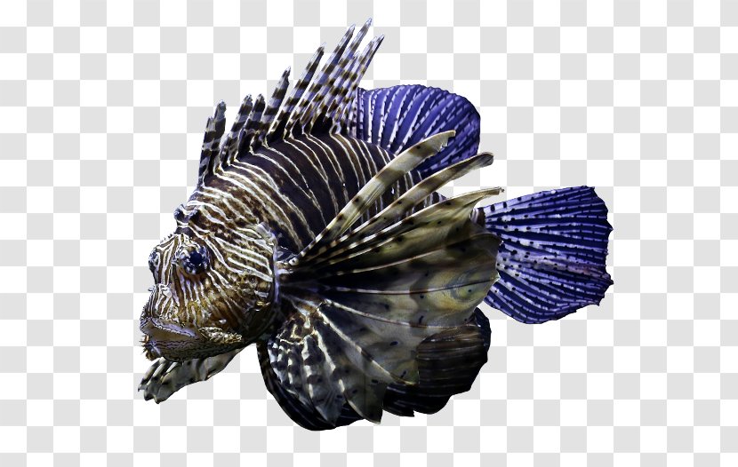 Cobalt Blue Fish - Lionfish Transparent PNG