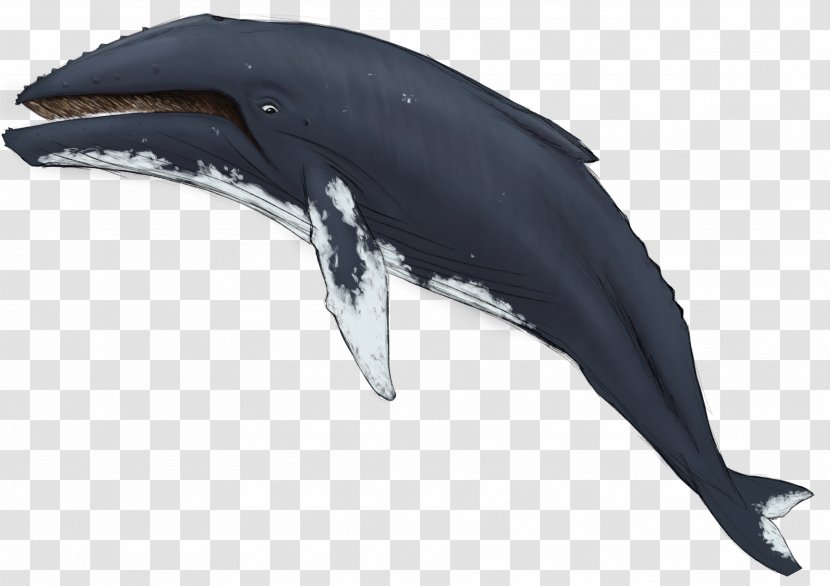 Tucuxi Common Bottlenose Dolphin Wholphin Rough-toothed Killer Whale Transparent PNG