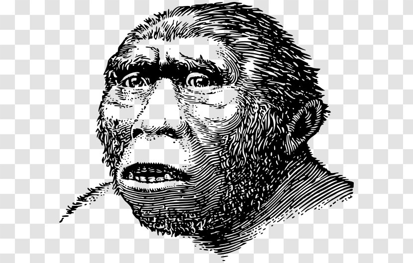 Sangiran Homo Sapiens Java Man Archaic Humans Meganthropus - Head - World History Transparent PNG
