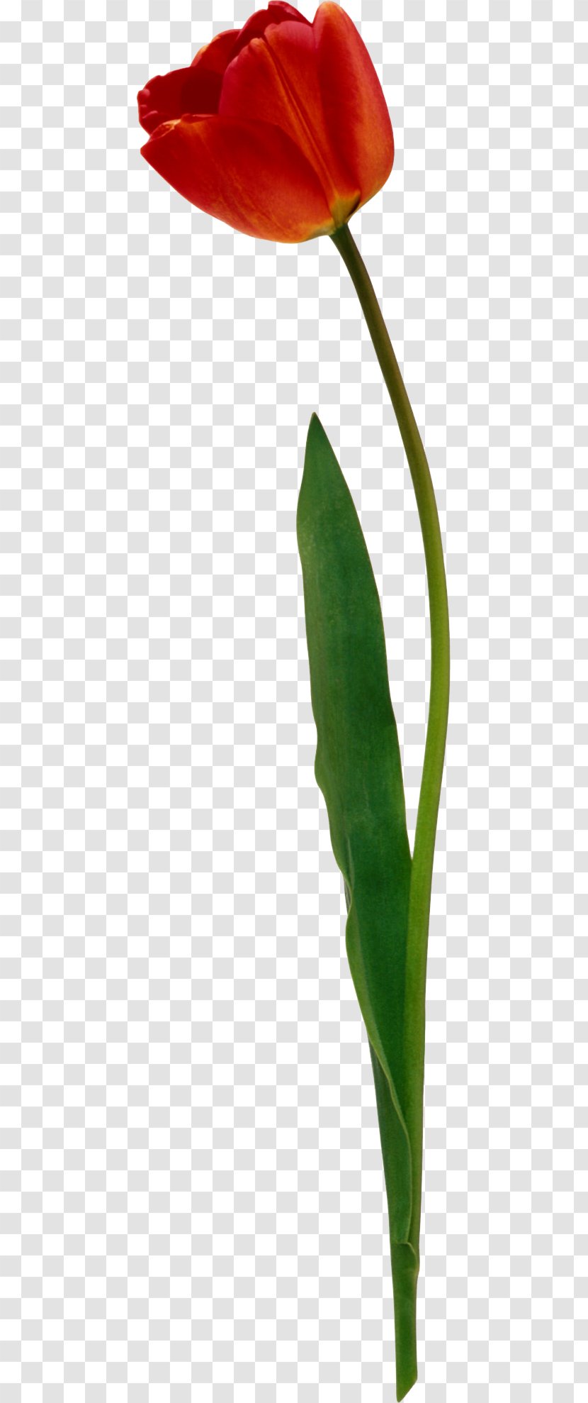 Arum Lilies Cut Flowers Tulip Plant Stem Bud Transparent PNG