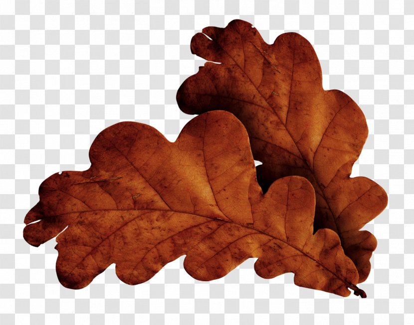 Leaf Download - Google Images - Leaves Transparent PNG