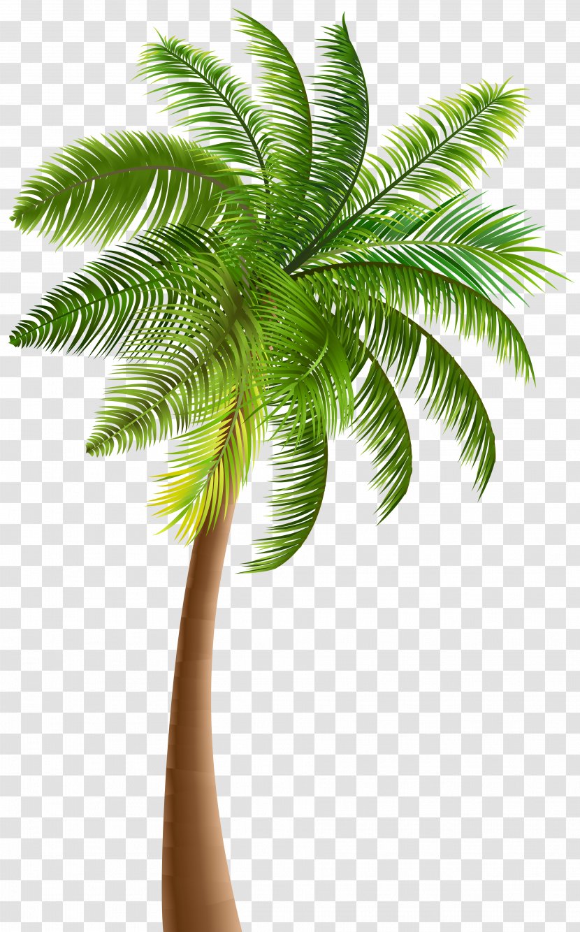 Palm Trees Clip Art - Plant Stem Transparent PNG