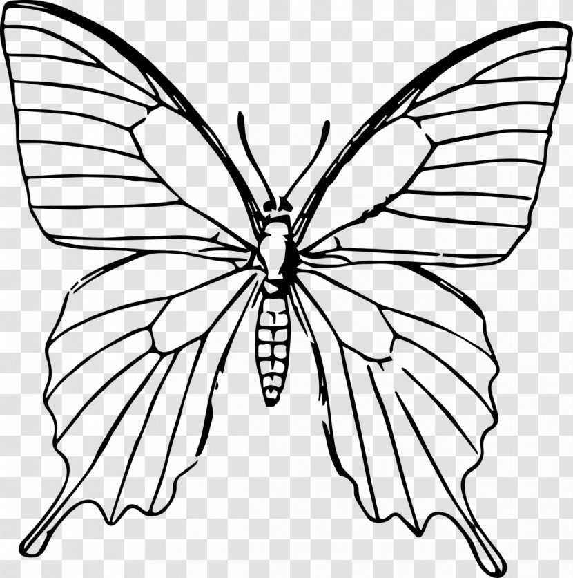 Butterfly Drawing Line Art Painting Coloring Book - Papilio - Kupu Gambar Transparent PNG