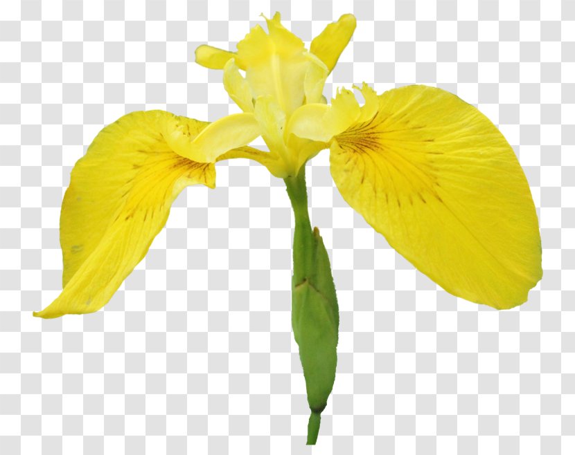 Cut Flowers Irises Clip Art - Flower Transparent PNG