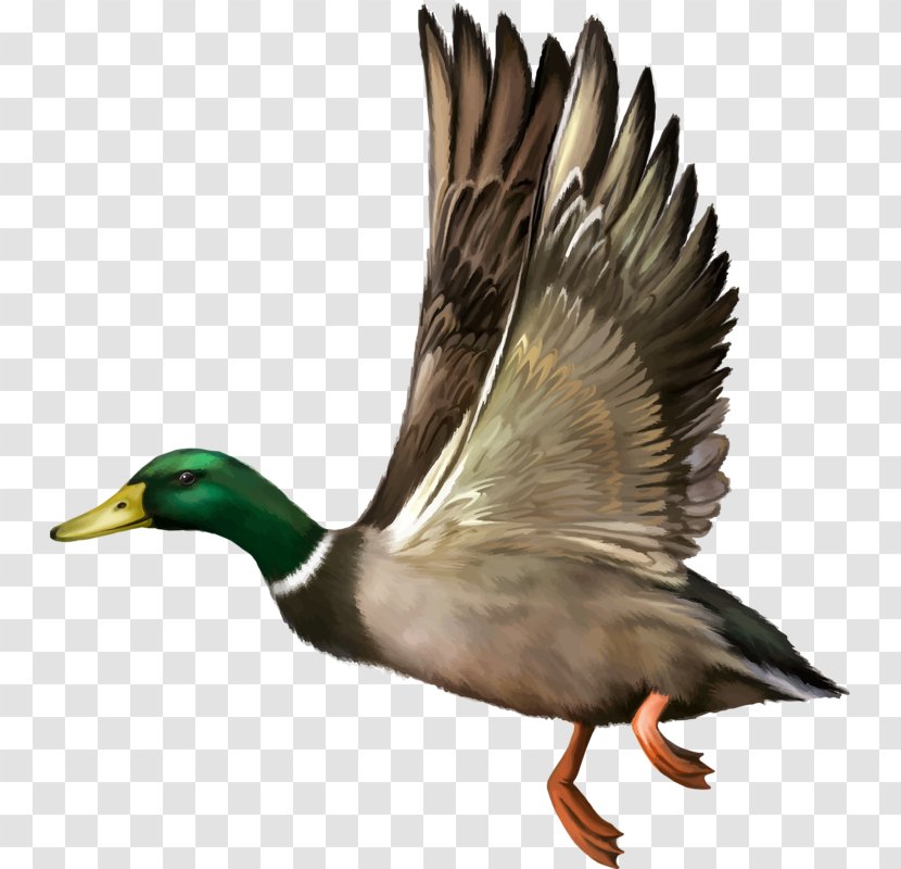Mallard Duck Flight Bald Eagle - Goose - Domestic Ducks Transparent PNG