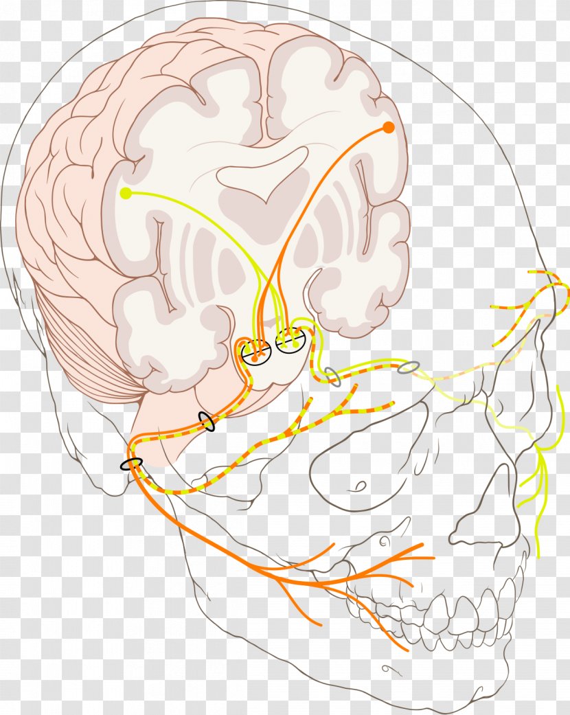 Facial Canal Nerve Paralysis Bell's Palsy Internal Auditory Meatus - Frame - Structure Transparent PNG