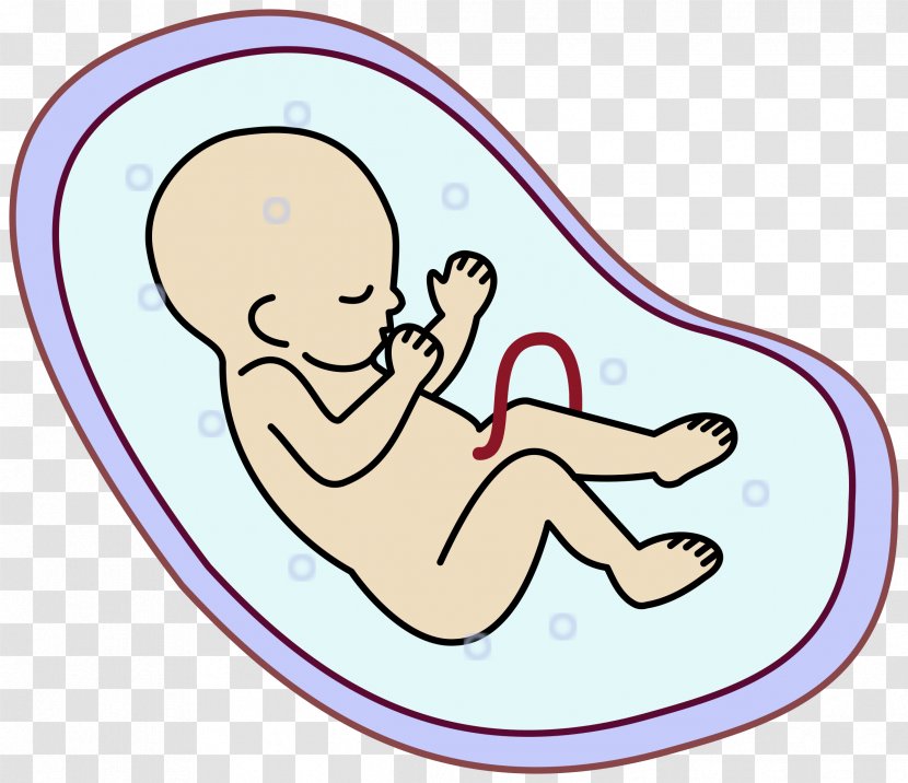 Embryo Fetus Uterus Clip Art - Watercolor - Human Clipart Transparent PNG
