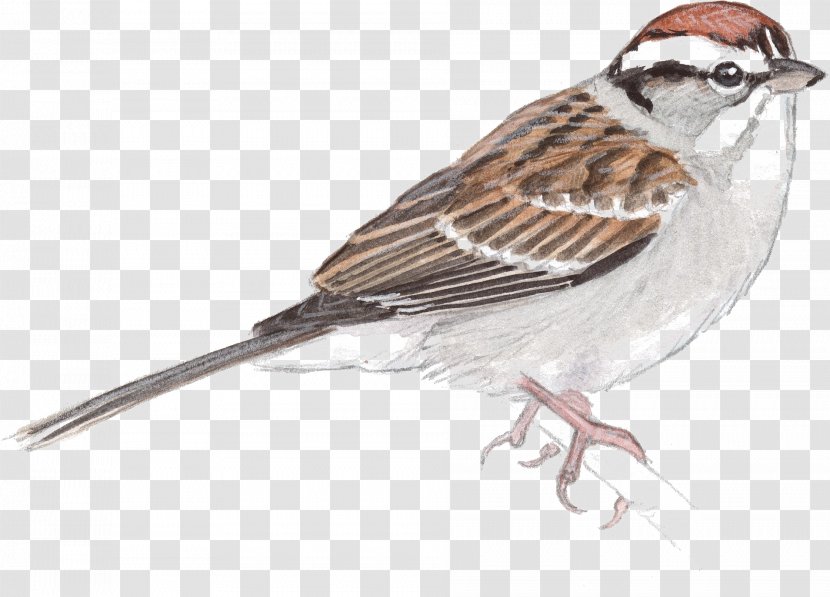 House Sparrow Bird Drawing Sketch - Emberizidae Transparent PNG