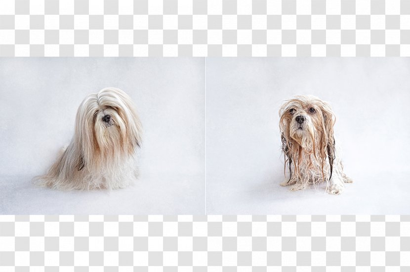 Lhasa Apso Puppy Dog Grooming Show Pet - Cat Transparent PNG