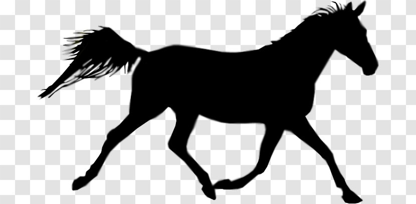 Foal Australian Stock Horse Equestrian Clip Art - Black And White - Like Mammal Transparent PNG