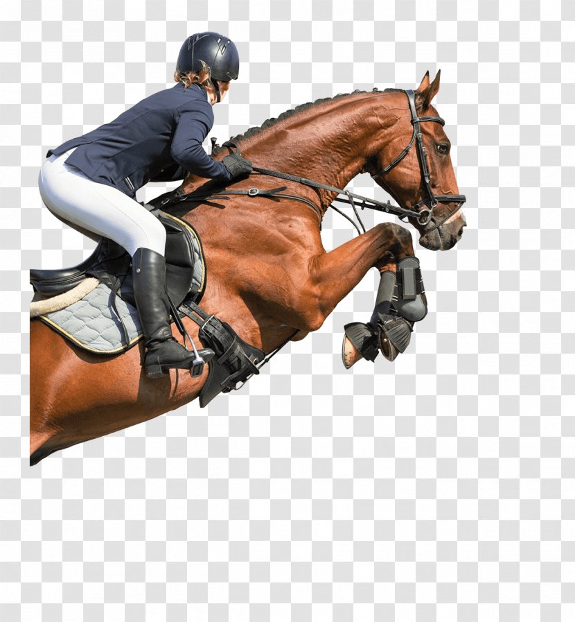 Horse Equestrian Hunt Seat Show Jumping English Riding - Equitation Transparent PNG