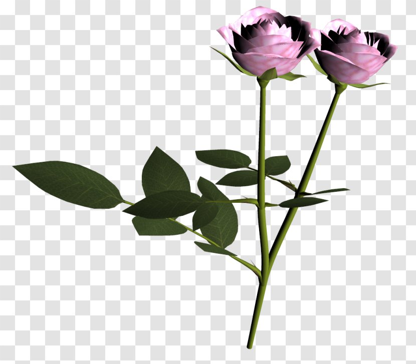Garden Roses Pink Bud Beach Rose - Plant Stem - Order Transparent PNG