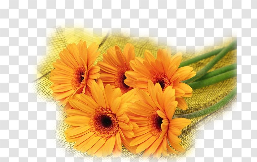 Desktop Wallpaper Photography The Fibonacci Vortex Handbook Flower - Gerbera - Flori De Mucigai Transparent PNG