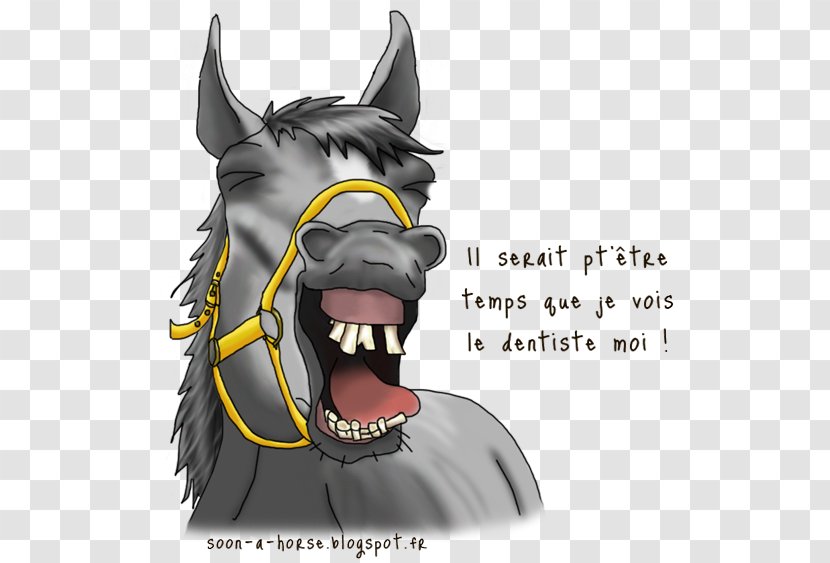 Horse Equine Dentistry Dog Tooth - Mammal Transparent PNG