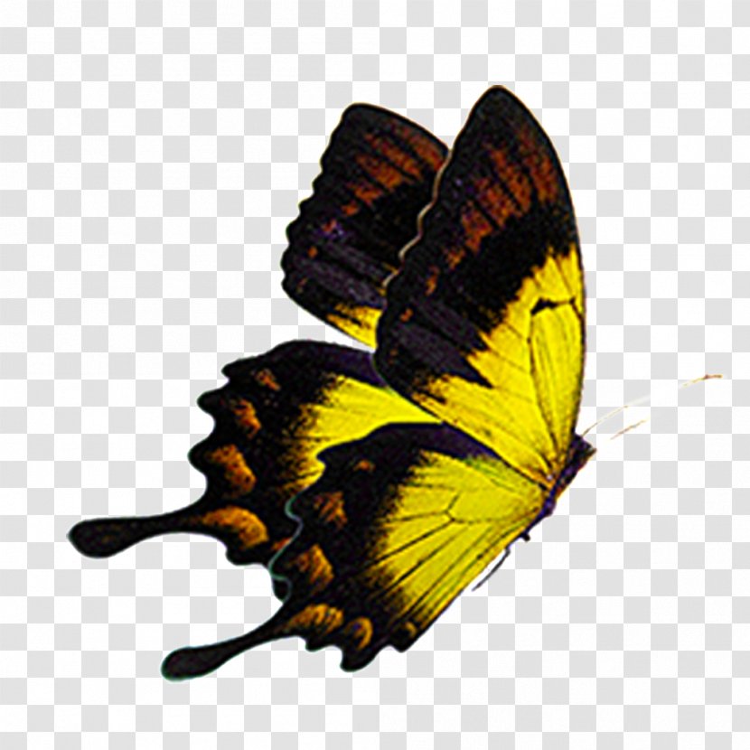 Butterfly Vector Graphics Image Animation - Monarch - Hd Transparent PNG