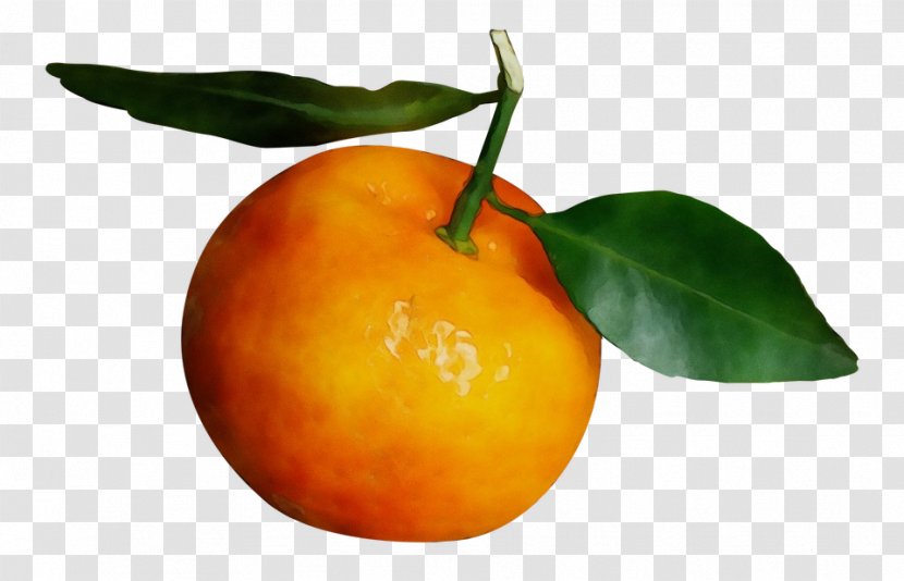 Orange - Clementine - Mandarin Leaf Transparent PNG