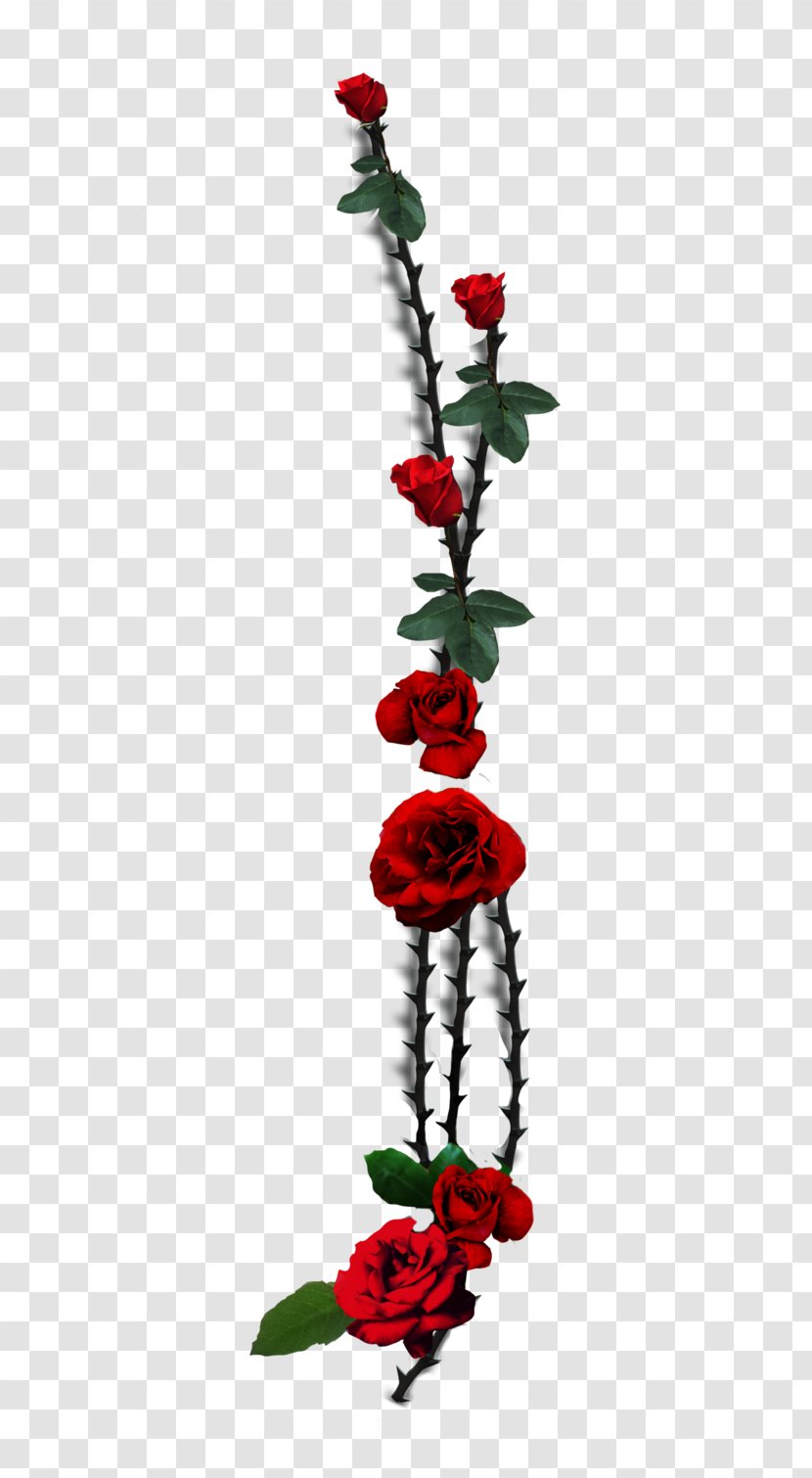 Garden Roses Thorns, Spines, And Prickles Plant Stem Vine - Black - Rose Transparent PNG