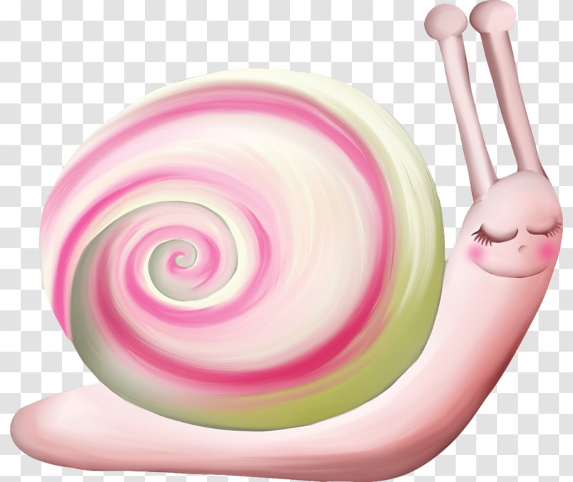 Animal Orthogastropoda Clip Art - Lollipop - Spiral Transparent PNG