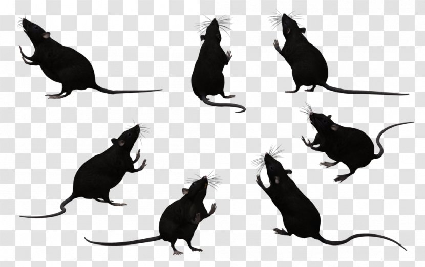 Whiskers Black Rat Laboratory Mouse Rodent - Cliparts Transparent PNG