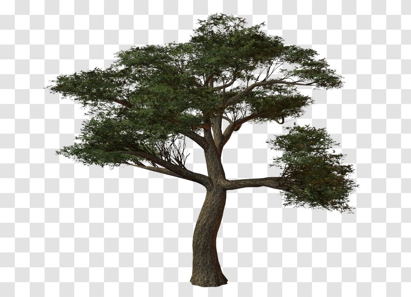 Tree Oak Shrub Mane - Trunk Transparent PNG