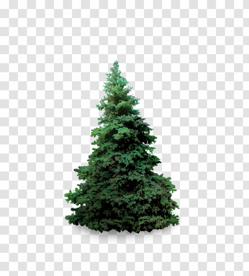 Blue Spruce Fir Plant Evergreen - Lush Tree Transparent PNG