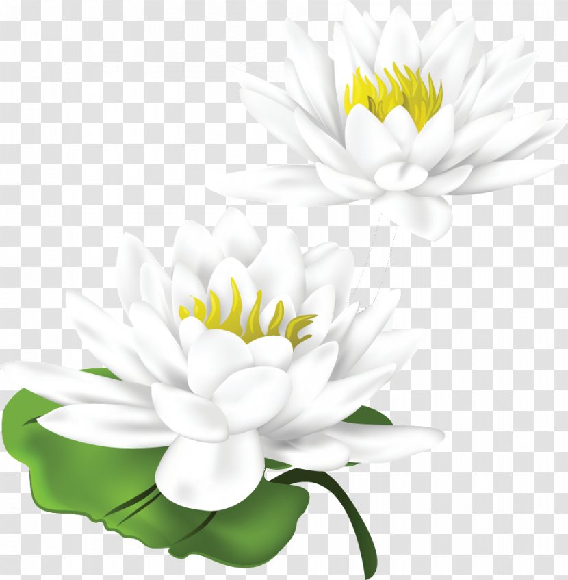 Nelumbo Nucifera Euclidean Vector - Flower - Lotus Transparent PNG
