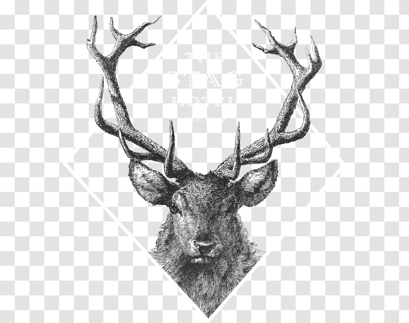 Red Deer Drawing Image Vector Graphics - Monochrome Transparent PNG