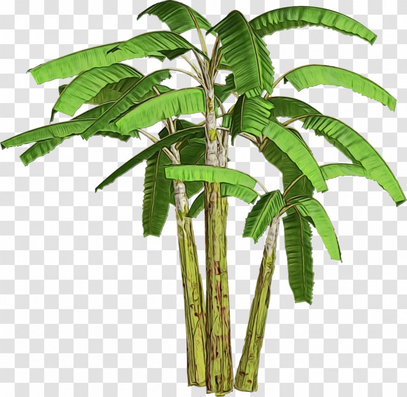 Coconut Sri Swanandaashrama, Aagara Plants Ganesha Palm Trees - Bamboo - Leaf Transparent PNG