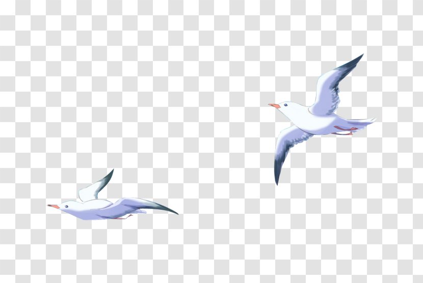 Large White-headed Gulls Water Bird Cygnini Goose - Gannets Transparent PNG