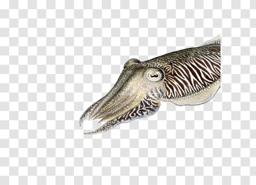 Cuttlefish Sea Of Japan Coleoids Biology - Fauna - Sepia Transparent PNG