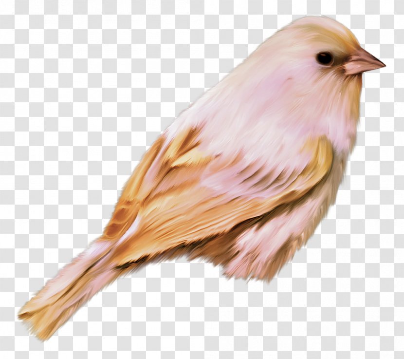 Bird Desktop Wallpaper Clip Art - Emberizidae Transparent PNG