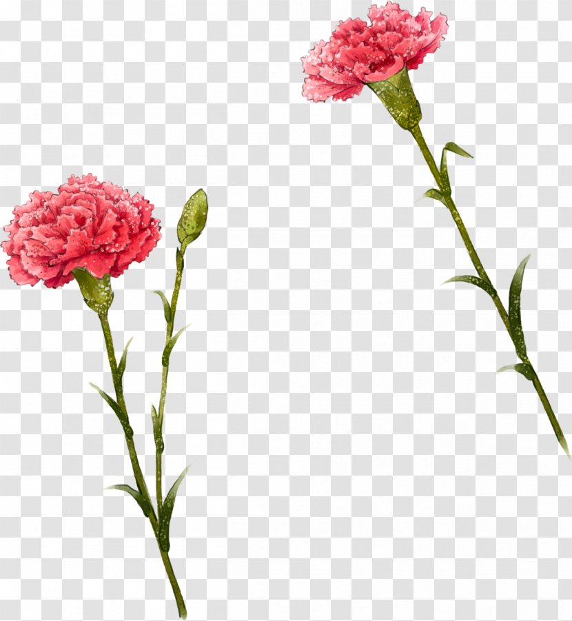 Carnation Flower Illustration - Petal - Cute I Transparent PNG